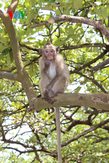 Natural beauty of Can Gio primeval mangrove forest  - ảnh 5